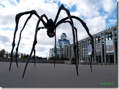 HB3_Ottawa Spider