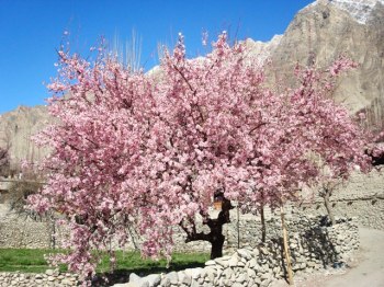 spring-in-hunza