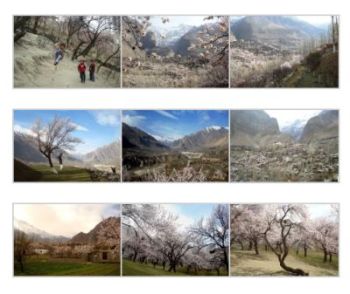 Spring blossom in Hunza Spring blossom in Hunza