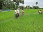 Aga Khan Foundation Learns About the Integration of System of Rice Intensification and Savings for Self-Reliance in Combodia