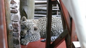 A Special Visitor at Serengeti | Serena Hotels