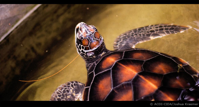 Aga Khan Foundation partners with CIDA in protecting sea turtles in Tanzania