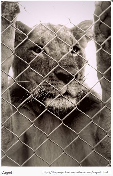 Raheel Lakhani: Nairobi National Park