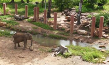 West Africa's newest zoo reopens its doors in Mali capital| theguardian.com