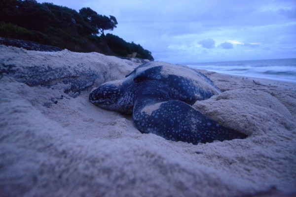A female leatherback sea turtle digs a nest in the early morning on the beach in Pongara National Park, Gabon, Central Africa. The log at her head stopped her from placing the nest farther up the beach, which will expose her eggs to the tide and waves. Photo by Hussain Aga Khan