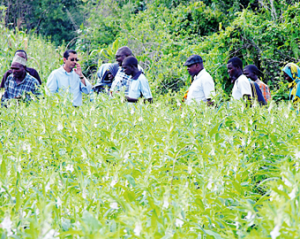 Aga Khan Foundation empowers smallholders in rice and sesame production