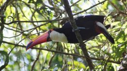 Photo Sultan Jessa - Lucan bird in Brazil
