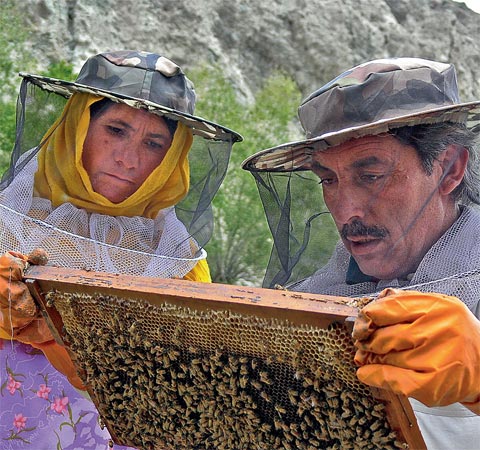 Life Lessons: (above) A woman learns honeybee farming, as part of the Foundation’s award-winning empowerment project