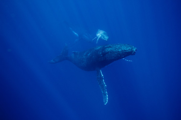 Hussain Aga Khan: 7 Photos of Diving Among Humpbacks in Tonga | National Geographic