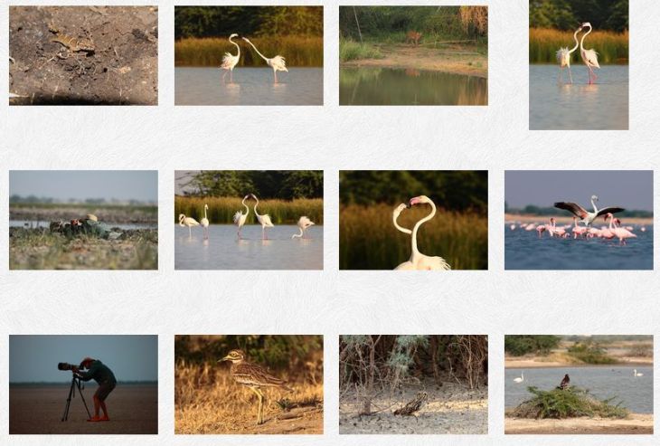 Samir Madhani: Wildlife Photographer