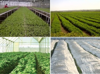 Ariff Shamji: Export season for Kenyan herbs heats up