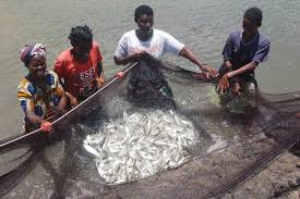 Aga Khan Foundation boosts Kilifi County (Kenya's Coast Region) agricultural projects