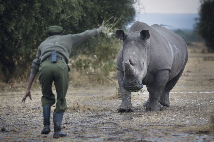 Rhino caretaker Mohammed Doyo gestures to a southern white rhino at Ol Pejeta Conservancy near Nanyuki, some 200km north of the capital Nairobi, Kenya, 18 February 2015. (image credit: New Europe)