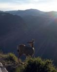Mountain Deer Photo by Rasheed Hooda | National Geographic