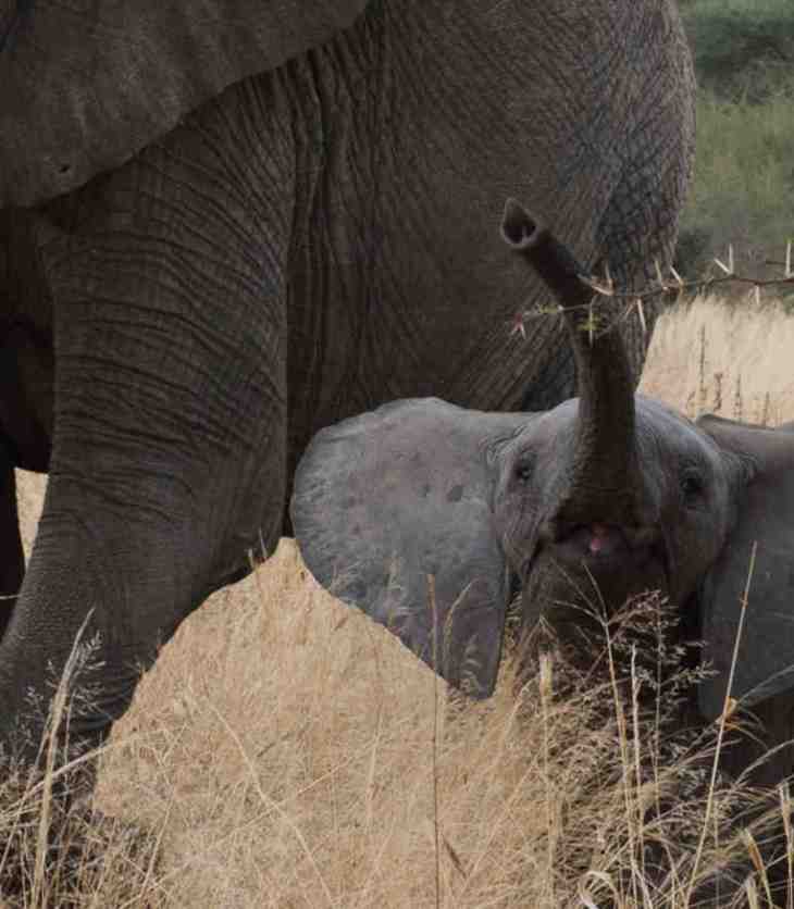 Sultan Jessa: Saving Africa’s elephants for future generation