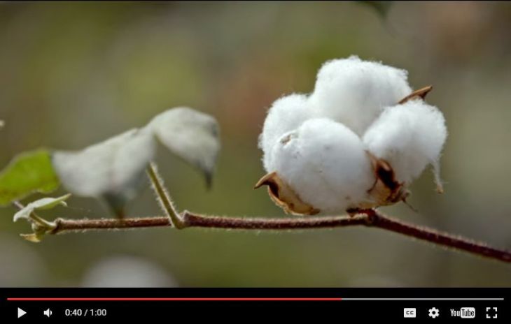 Aga Khan Foundation's Organic Cotton Work in Madhya Pradesh, India