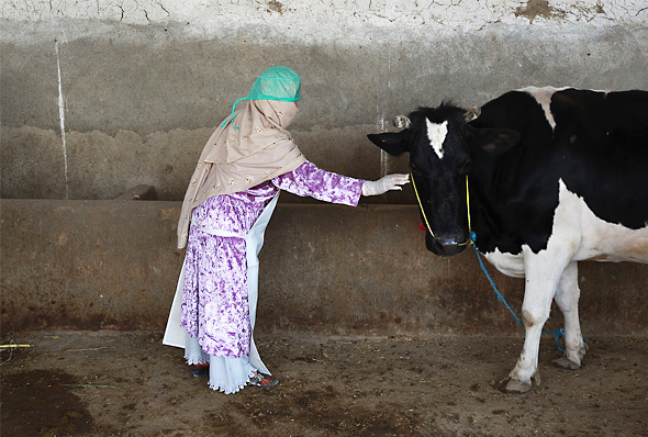 Afghan Women Take on Farming | IWPR