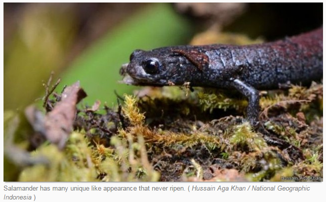 Salamander has many unique like appearance that never ripen. ( Hussain Aga Khan / National Geographic Indonesia )