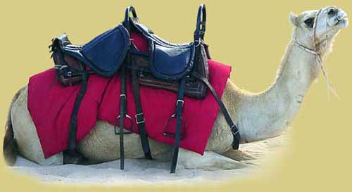 God’s Words: What Do They Mean?