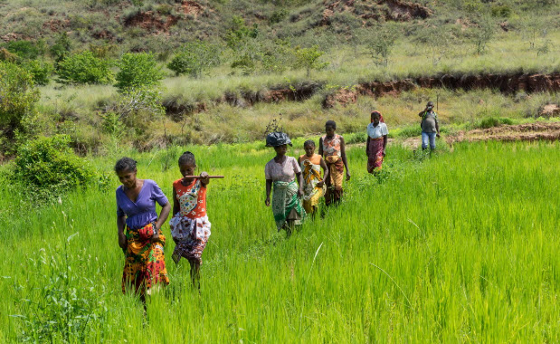 AKRSP rice farm Madagascar