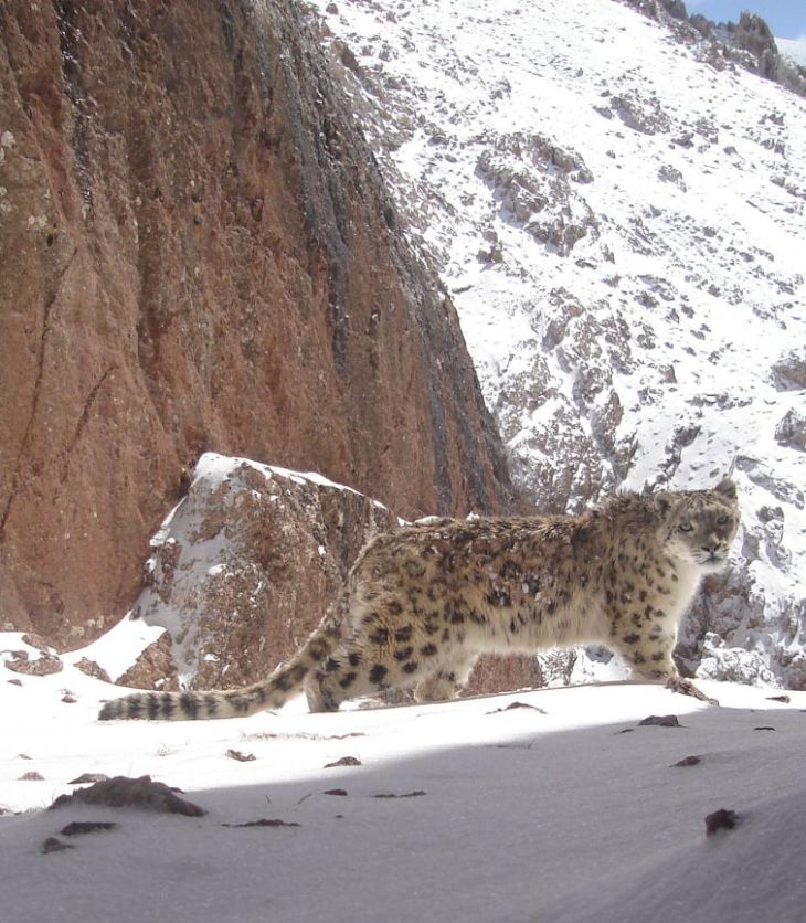University of Central Asia’s Mountain Societies Research Institute Joins Government and International Partners to Protect Snow Leopard Habitats in the Kyrgyz Republic
