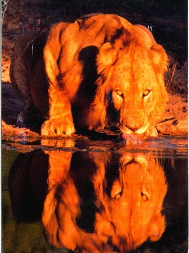 Ginan: Kesaree see(n)h Sarup Bhulaayo - The saffron colored lion forgot it's identity