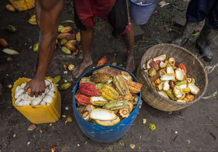Aga Khan Foundation raising cocoa farmer incomes in Madagascar