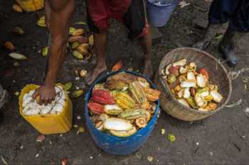 Aga Khan Foundation raising cocoa farmer incomes in Madagascar