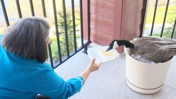 Mother goose moves in with Zahra and Karim Merali