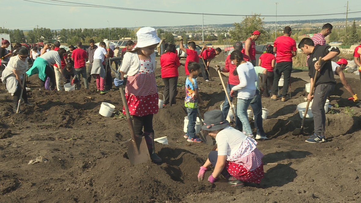 Calgary Muslims aim for 200,000 Canada 150 volunteer hours | CBC News