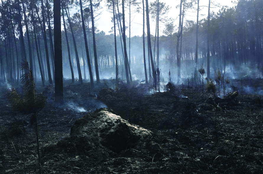Aga Khan’s foundation gives €100,000 towards post-fire reforestation