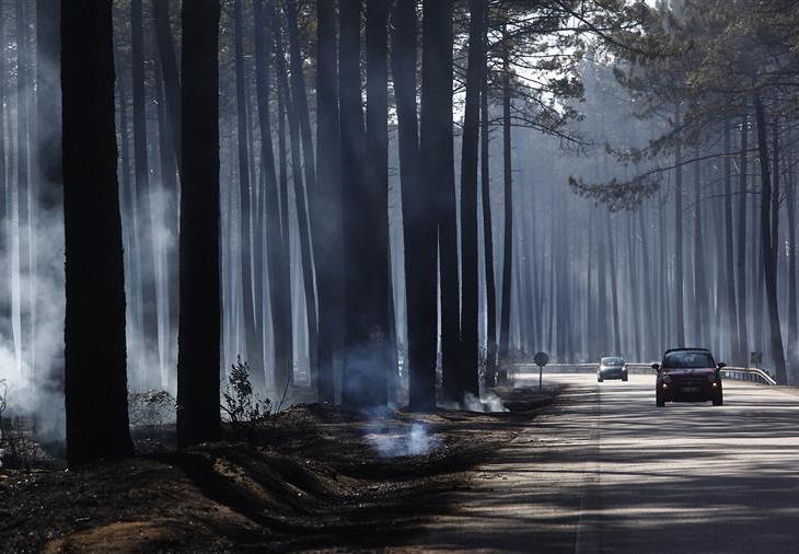 His Highness the Aga Khan donates 100 thousand euros for the recovery of Pinhal de Leiria - Portuguese forest destroyed by the major fires