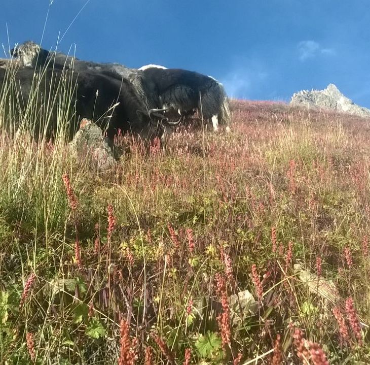 Yak Value Chain - A Ray of Hope for Yak Herders