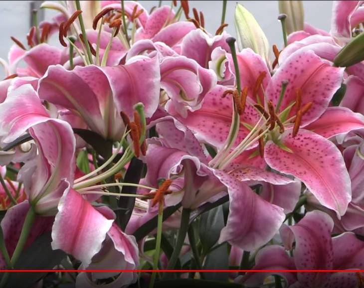 Edmonton Journal: Aga Khan Garden Update