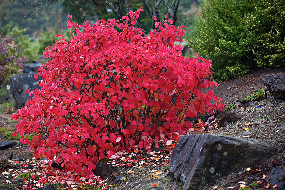 University botanical gardens and arboreta are more than just pretty places