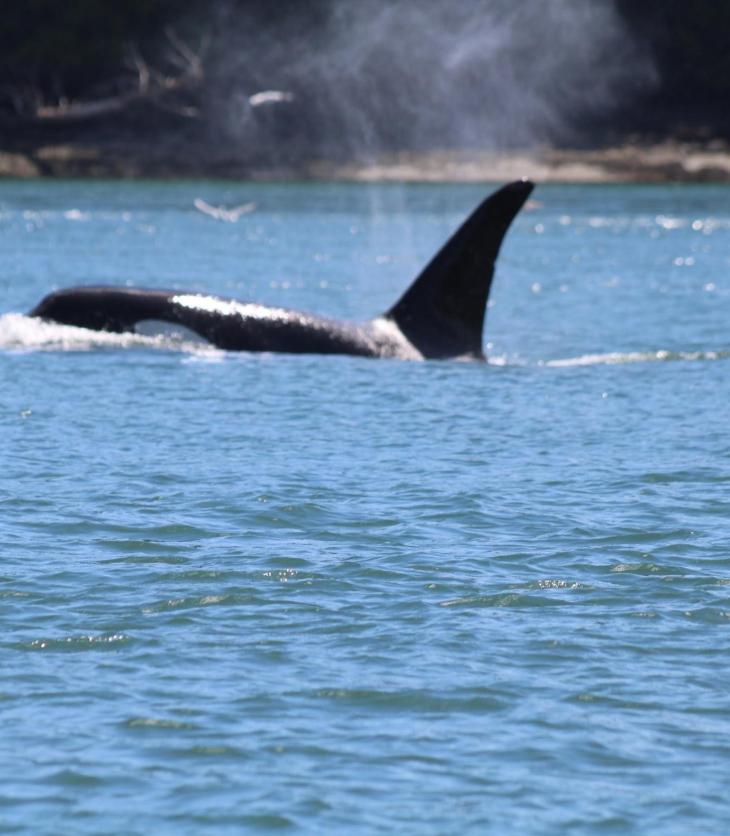 Mansoor Ladha: Vibrant Victoria spreads royal carpet to visitors