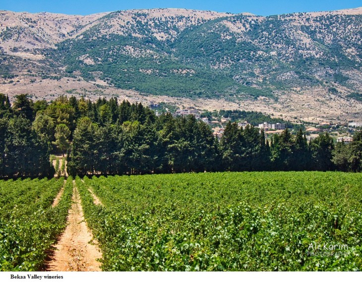 Bekaa Valley wineries